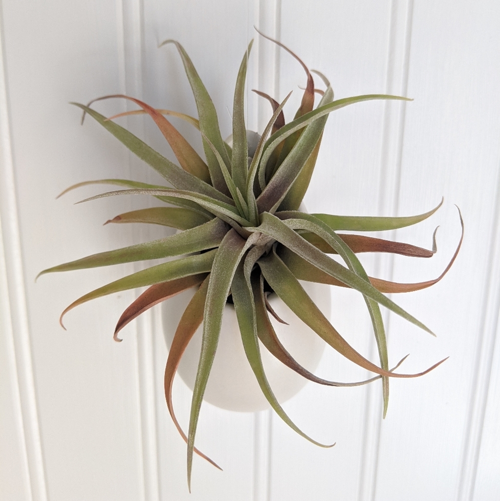 Handmade porcelain air plant holder